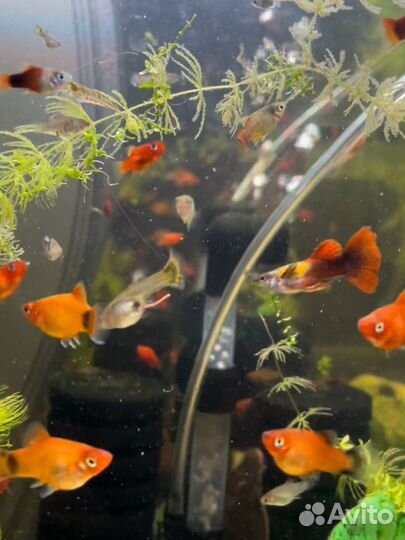 Аквариумные рыбы живородящие