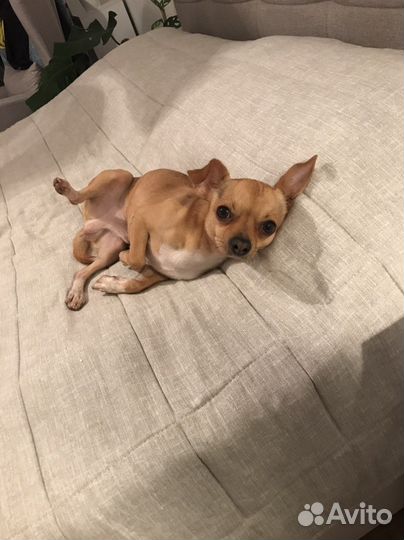 Вязка улыбающийся чихуахуа кобель породистый