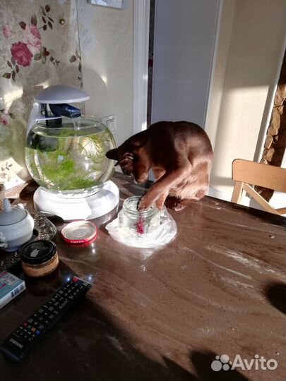 Котик ищет дом