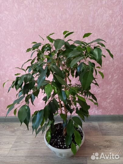 Фикус бенджамина