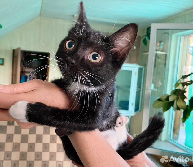 Котёнок разумный, человечный мальчик ждет 3 мес