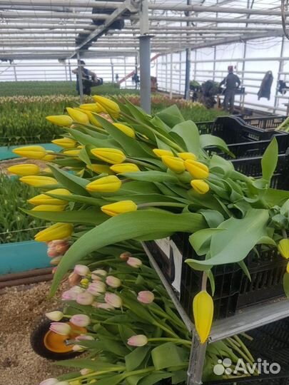 Тюльпаны оптом