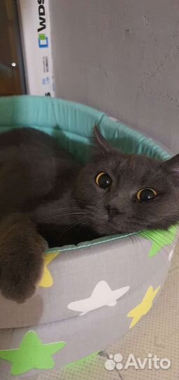 Ищу любимые,заботливые ручки Британка,бобтейл