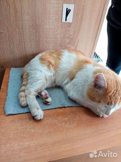 Рыжий котик
