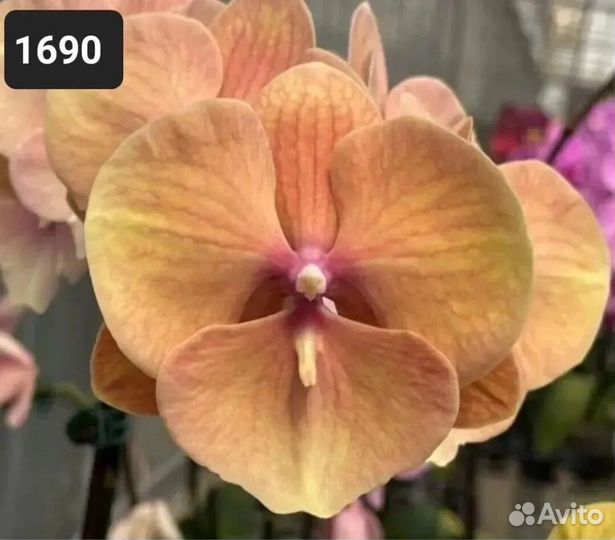 Орхидеи подростки