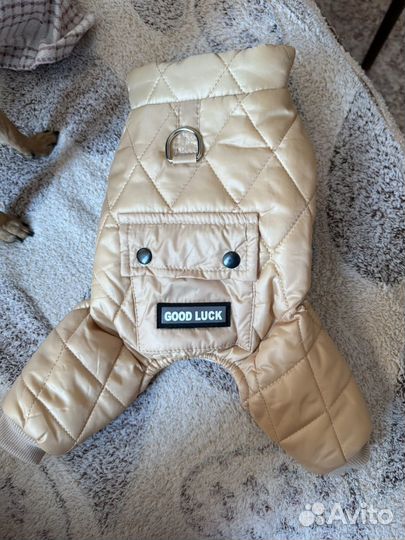 Костюмчик для собачки