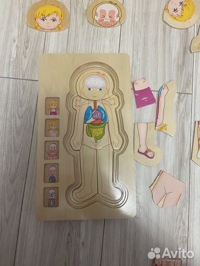 Пазл строение человека