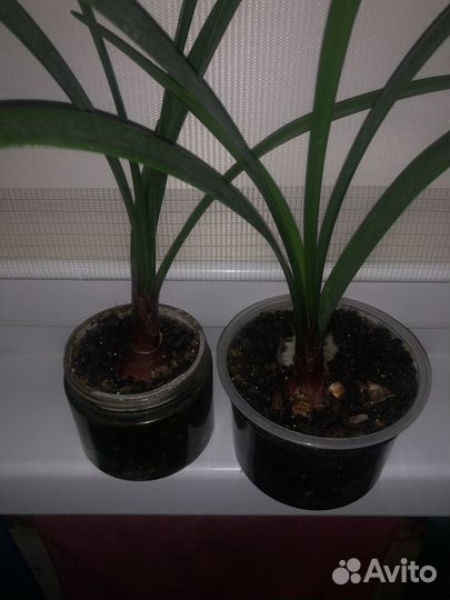 Валотта луковка