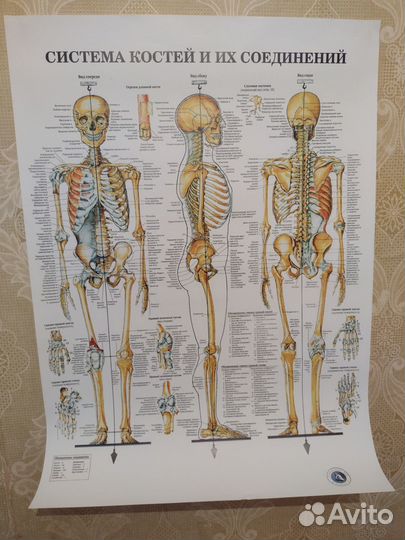 Книга анатомия неттера атлас раскраска и Плакаты