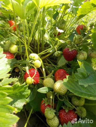 Гигантелла Максим заявки на весну 2024