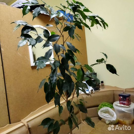 Фикус бенджамина