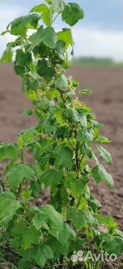 Саженцы черной смородины