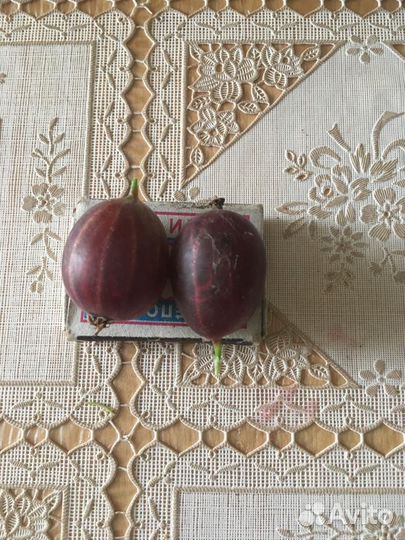 Крыжовник куст