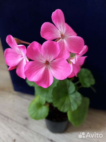 Комнатные растения цветы пеларгония