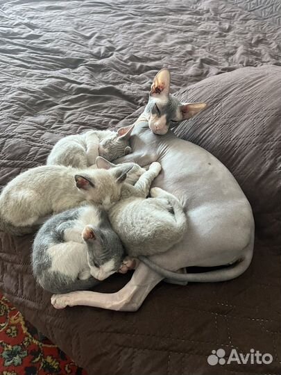 Котята сфинкс