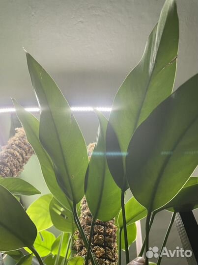 Эпипремнум Гигантеум