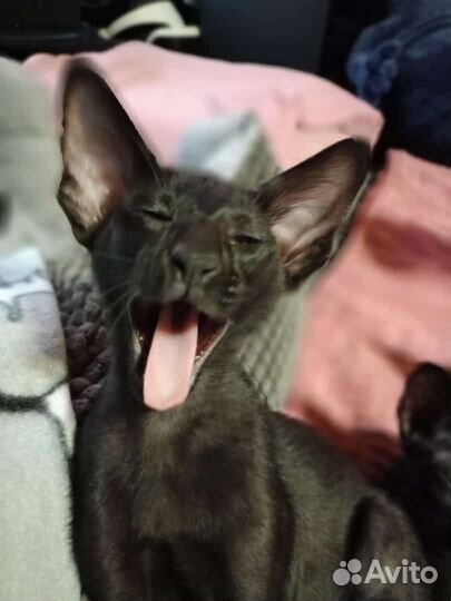 Ориентальная