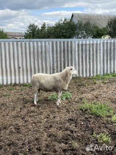 Продам барана на племя (тексель)