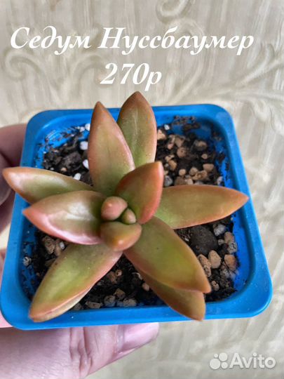 Редкие суккуленты