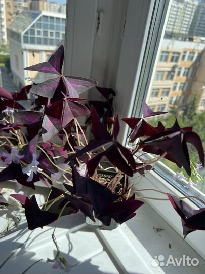 Кислица (оксалис)