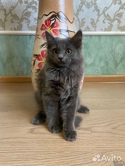 Британские котята