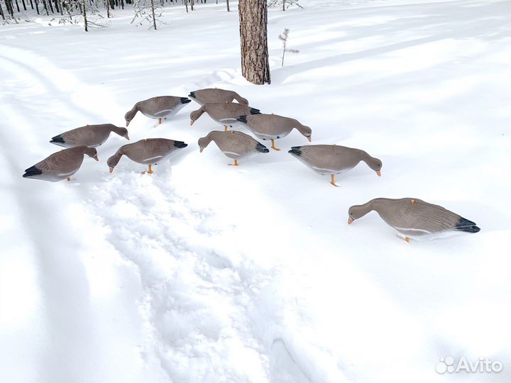 10 шт. Чучело белолобого гуся
