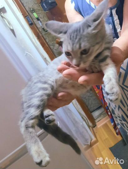 Котята в дар