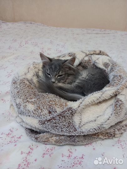 Кот в добрые руки