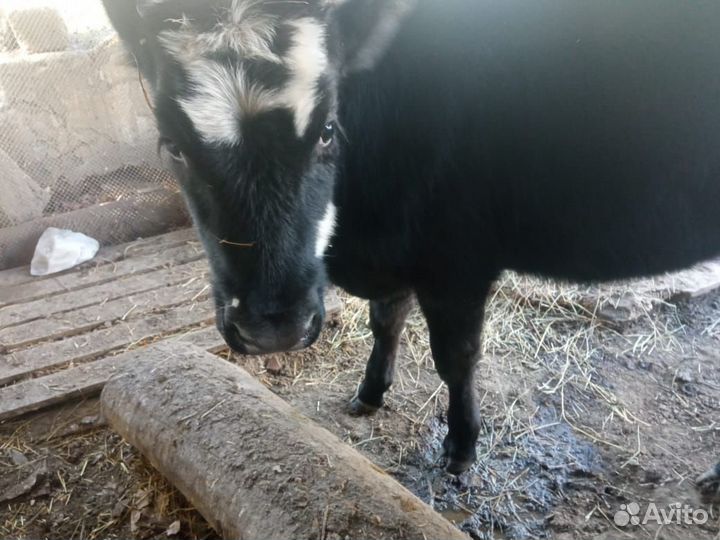 Бычок и телка