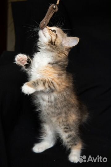 Чистопородные сибирские малыши