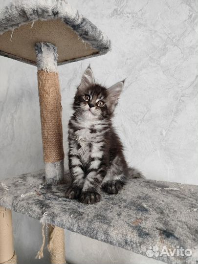 Котята мейн-кун