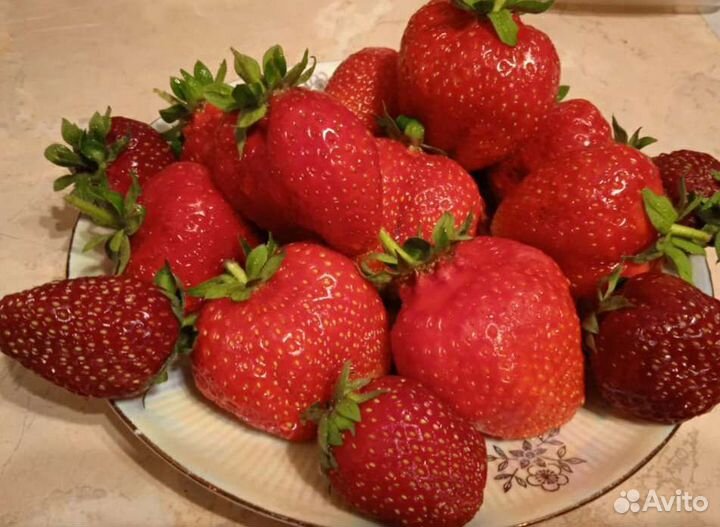 Рассада клубники