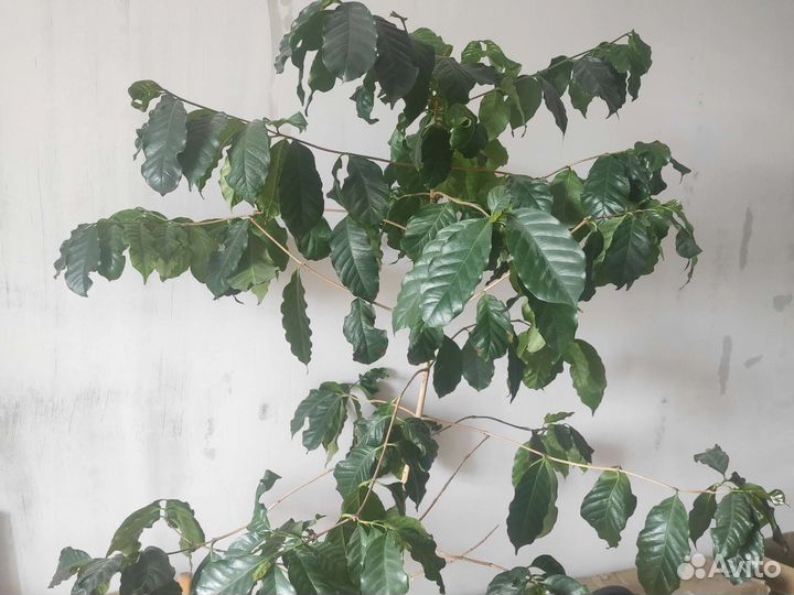 Кофе, деревце