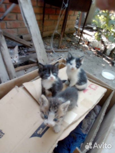 Отличные пацаны