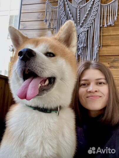 Передержка домашних животных