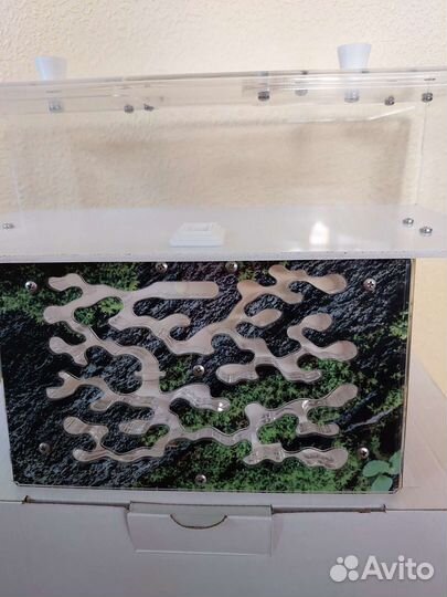 Муравьиная ферма