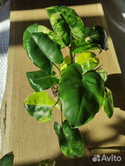 Филодендрон бурле макс вариегатный