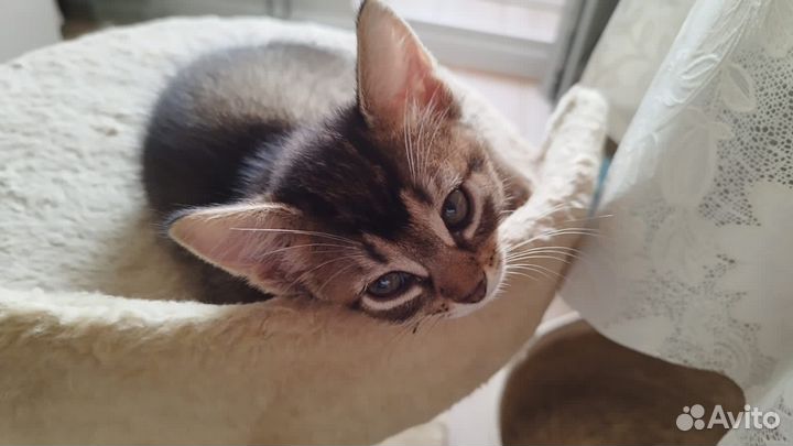 Абиссинские котята