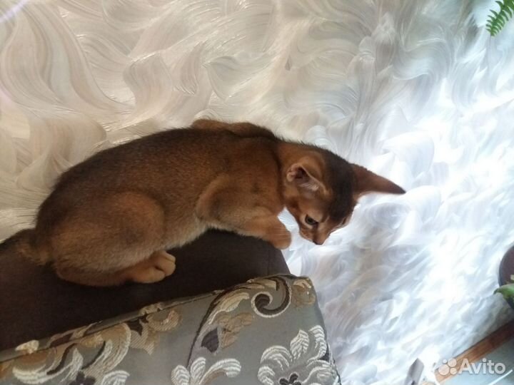 Котята дикого окраса