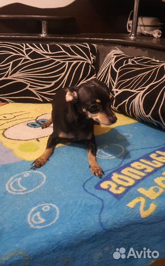 Продам той терьера девочку