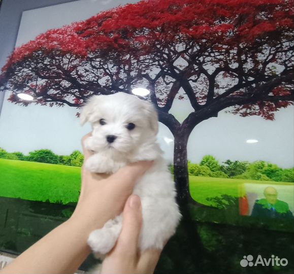 Мальчик Мальтезе