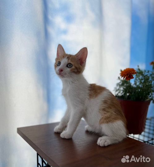 Рыжий котенок в добрые руки