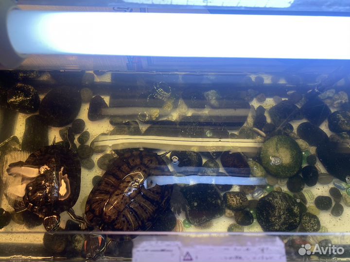Продаются черепахи и аквариум