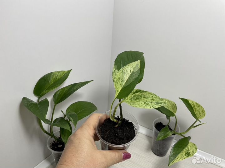 Сциндапсусы и эпипремнумы разных сортов