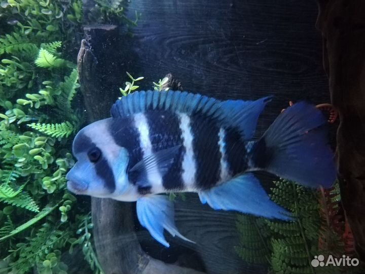 Рыба фронтоза