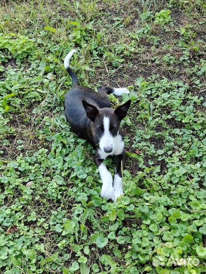 Щенки в добрые руки