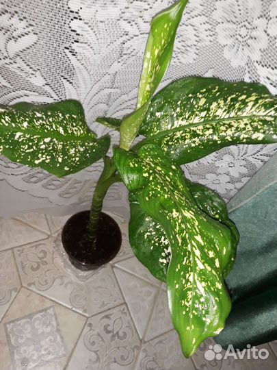 Диффенбахия ей 5 лет