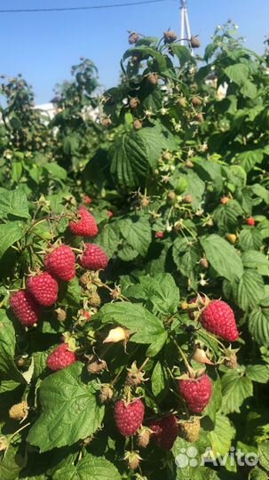 Саженцы ремонтантной малины