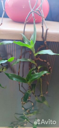 Растение золотой ус