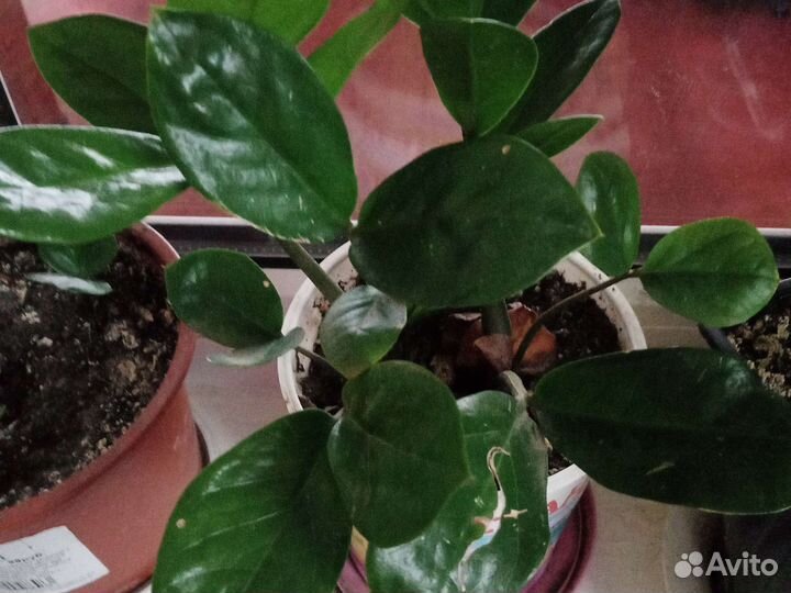 Замиокулькас